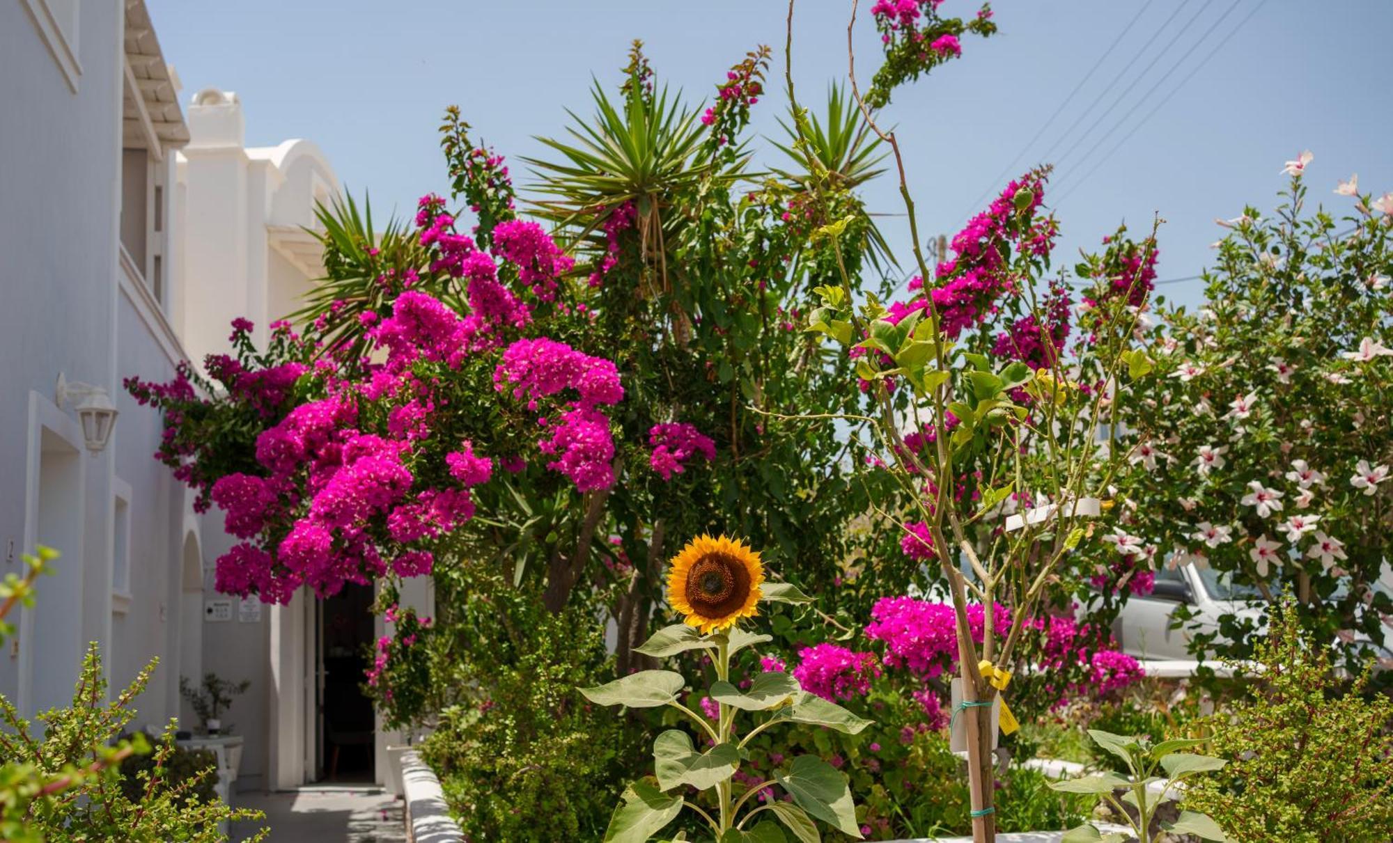 Wisteria 公寓 Karterados (Santorini)